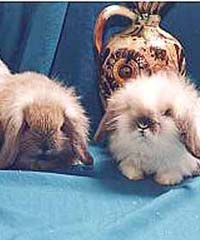 Кролики Виктории. 